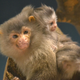 Illustration for article titled These Monkeys Always Give Birth to Twins – How Do They Do It?
